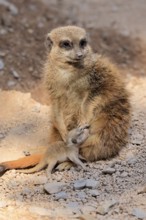 Tiger nut (Suricata suricatta), adult, juvenile, newborn, baby, female, mother with juvenile,