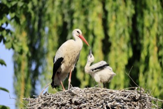 White stork (Ciconia ciconia), adult, juvenile, chick, nest, begging, Heidelberg, Germany, Europe