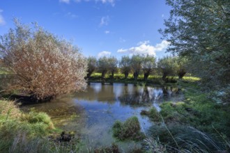 Wicker (Salix viminalis) and silver willow (Salix alba) at a village pond, Othenstof Estate,