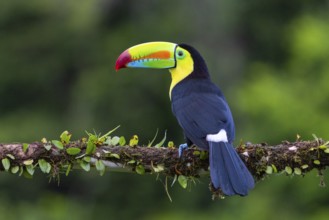 Fishing Toucan (Ramphastos sulfurantus), Toucans (Ramphastidae), Laguna del Lagarto Lodge,