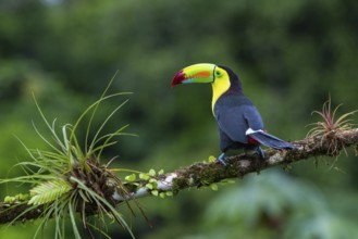 Fishing Toucan (Ramphastos sulfurantus), Toucans (Ramphastidae), Laguna del Lagarto Lodge,