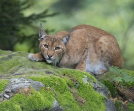 Eurasian lynx (Lynx lynx) lying on a moss-covered rock in the forest and looking attentively,