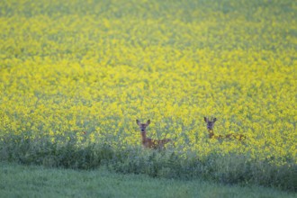 Roe deer (Capreolus capreolus) two adult male bucks in a farmland field with yellow flowers of an