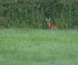 Roe deer (Capreolus capreolus), roebuck standing in a meadow and looking attentively, wildlife,