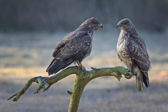 Buzzard (Buteo buteo) interaction, bird of prey on gnarled branch, pair, adult bird, young bird,