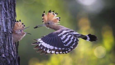 Hoopoe (Upupa epops) Bird of the Year 2022, male with a beetle as food for the young bird, feeding,