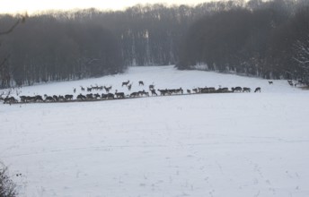 Red deer (Cervus elaphus) Fallow deer (Dama dama) and mouflon (Ovis aries musimon) feeding in the