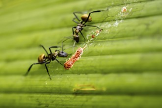 Two ants on a leaf, Corcovado National Park, Osa Peninsula, Puntarena Province, Costa Rica, Central