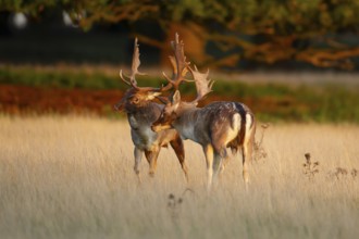 Fallow deer (Dama dama) two adult male bucks squaring off against each other during the rutting