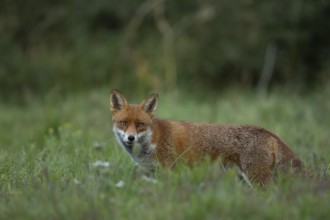 Red fox (Vulpes vulpes) adult animal standing in grassland in summer, England, United Kingdom,