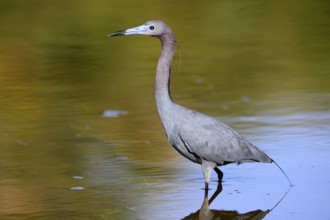 Great Blue Heron (Egretta caerulea), adult, in water, alert, foraging, Merritt Island, Black Point