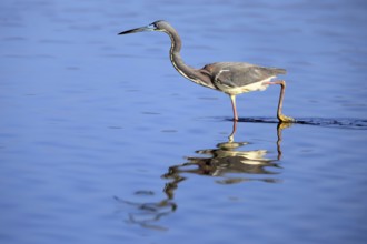 Tricoloured Heron (Egretta tricolor), adult, in the water, foraging, Merritt Island, Black Point