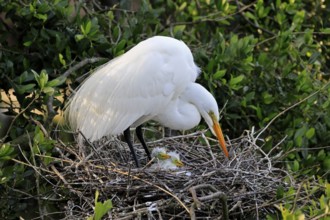 Great Egret (Ardea alba), adult, with young, nest, chicks, breeding site, St. Augustine, Florida,