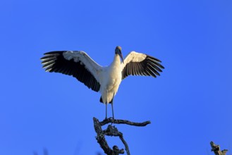 Wood stork (Mycteria americana), adult, on wait, spreading wings, St. Augustine, Florida, USA,