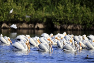 Rhinoceros Pelican (Pelecanus erythrorhynchos), adult, group, in water, fishing, wintering,