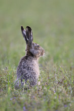 European hare (Lepus europaeus), sitting in meadow, Lake Neusiedl National Park, Seewinkel,