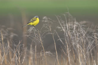 Yellow wagtail (Motacilla flava) sitting on bushes, Lake Neusiedl National Park, Seewinkel,