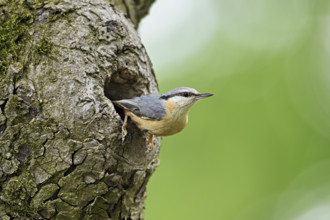 Nuthatch (Sitta europaea), looking out of its breeding cave Lake Neusiedl National Park, Seewinkel,