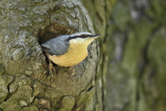 Nuthatch (Sitta europaea), looking out of its breeding den, Lake Neusiedl National Park, Seewinkel,