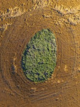 Aerial view, drone photo: Grass growing in a shallow ice hole from the ice age, surrounded by a