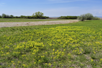 Field of flowering cypresses, spurge (Euphorbia cyparissias), Lake Neusiedl National Park,