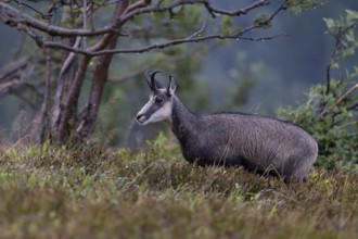 Chamois (Rupicapra rupicapra), Vosges, France, Europe