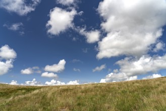 Landscape in Dartmoor, Devon, England, Great Britain