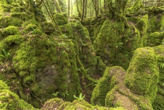 Forest of Dean, Gloucestershire, England, Great Britain