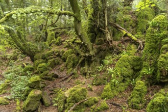 Forest of Dean, Gloucestershire, England, Great Britain