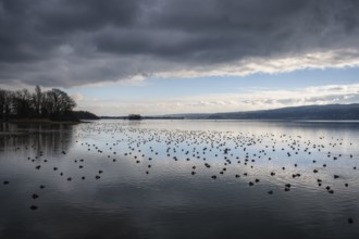 Winter rest for water birds on the shore of the Mettnau peninsula near Radolfzell on Lake