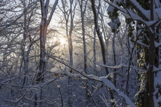 Sun shining through the freshly snow-covered branches in the forest, Scharfenberg, Klipphausen,