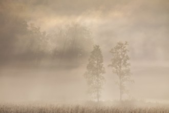 Birches (Betula) in the early morning mist, Birch family (Betulaceae), Irndorfer Hardt, Upper