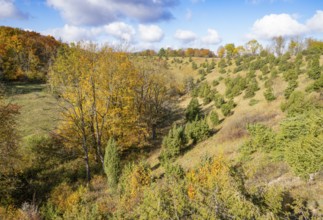 Juniper heath in autumn, common juniper (Juniperus communis), trees with yellow discoloured leaves,