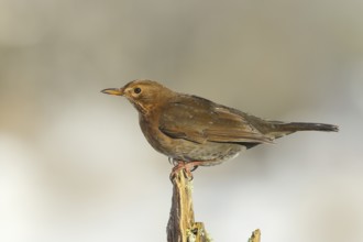 Blackbird (Turdus merula), female, sitting on an old tree stump, wildlife, winter, animals, birds,