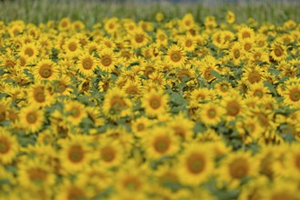 Sunflower field, sunflower (Helianthus annuus) in bloom, North Rhine-Westphalia, Germany, Europe