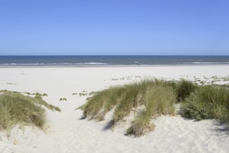 View of the foredune landscape with marram grass (Ammophila arenaria), extensive beach, blue sky,