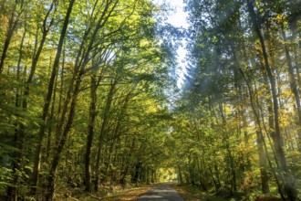 Driving through an autumnal mixed forest, Mecklenburg-Vorpommern, Germany, Europe