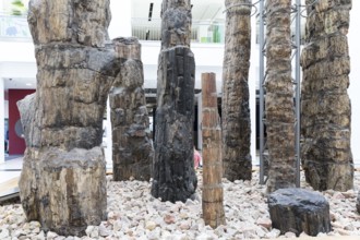 Petrified forest in the Tietz atrium, Chemnitz Natural History Museum, Saxony, Germany, Europe