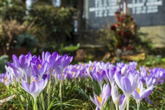 Crocuses (crocus) blooming on a grave, Trinitatisfriedhof Riesa, Saxony, Germany, Europe