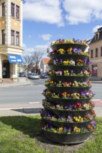 Planting with pansies (viola) in a cascade flowerpot at the intersection of Dresdner Straße and