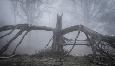 Old, lightning-split, solitary oak tree on a cold and foggy day, Hohenlohe, Baden-Württemberg,