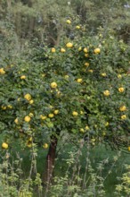 Ripe quinces (Cydonia oblonga) on the tree, Othenstorf, Mecklenburg-Vorpommern, Germany, Europe