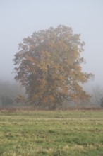 English oak (Quercus robur), solitary tree in a meadow, with yellow leaves in autumn, fog,