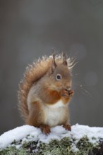 Red squirrel (Sciurus vulgaris) adult animal feeding on a nut on a tree branch covered in snow in