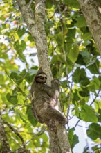 Brown-throated sloth (Bradypus variegatus) with young in a tree, Cahuita National Park, Costa Rica,