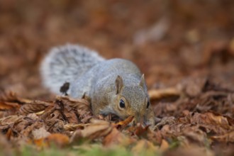 Grey squirrel (Sciurus carolinensis) adult animal searching for food amongst fallen autumn tree