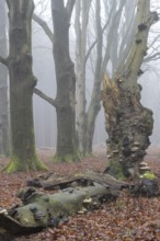 Old copper beeches (Fagus sylvatica) with tinder fungus (Fomes fomentarius) in the fog, Emsland,