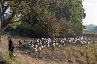 A flock of black-headed sheep (Ovis gmelini aries) follow the young shepherdess to another pasture,