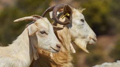 Two goats, white and brown, side by side in nature, goat (s), free-range, central north of the