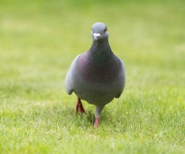 Domestic pigeon (Columba livia domestica) on a lawn, green area in search of food, Lower Saxony,